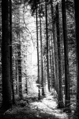 Ln206889005-Sonnenlicht im Wald-sw
